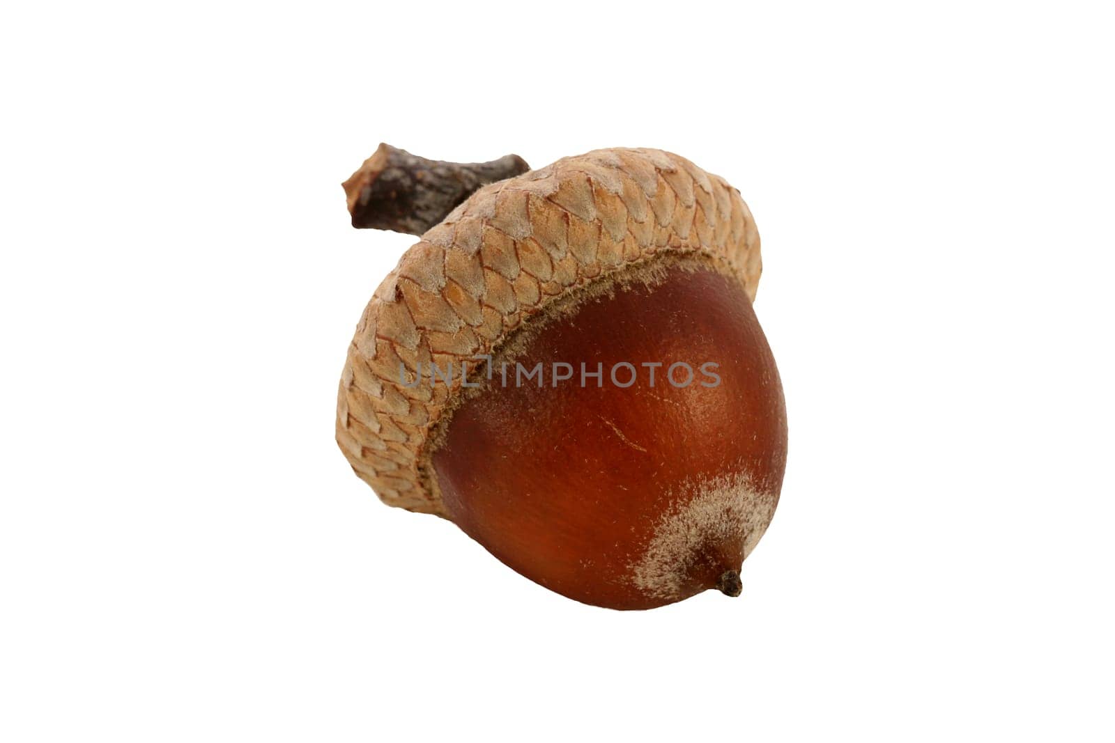 Single isolated acorn on white background