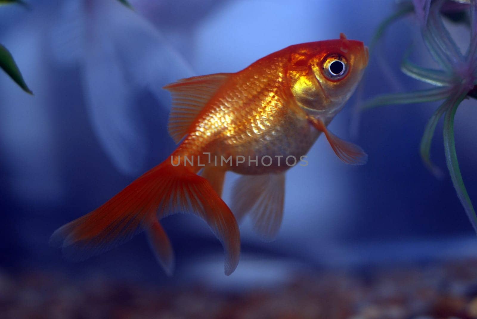 Close up of goldfish swimming in bowl