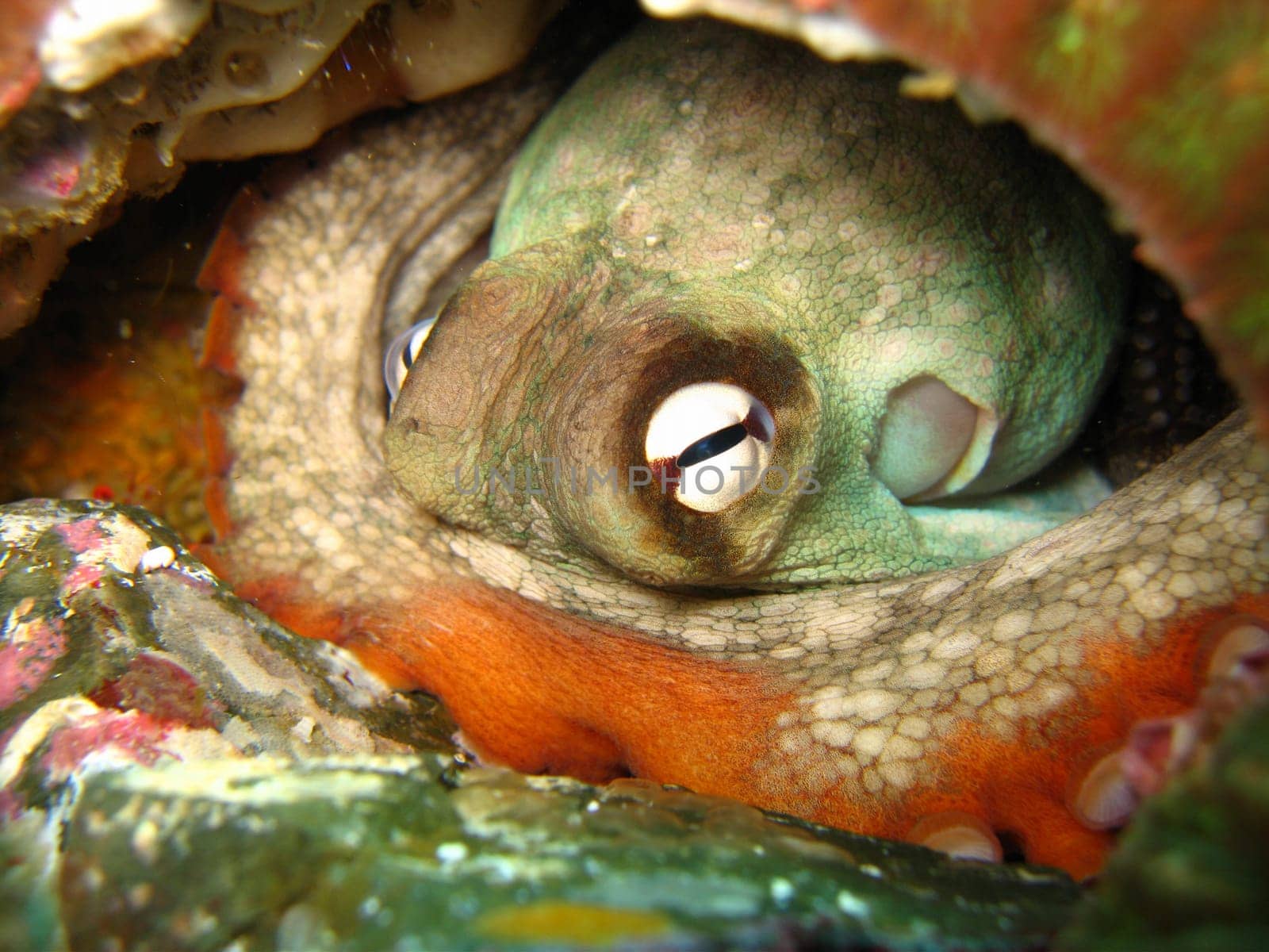 Gloomy Octopus in a hole in rocky sea bed
