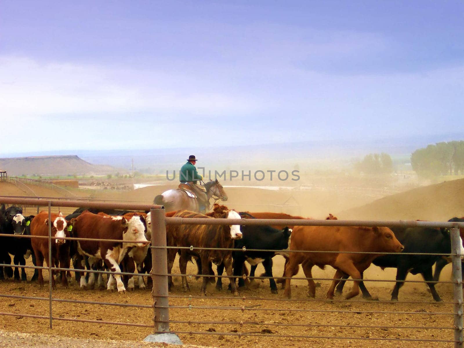 Working Cowboy