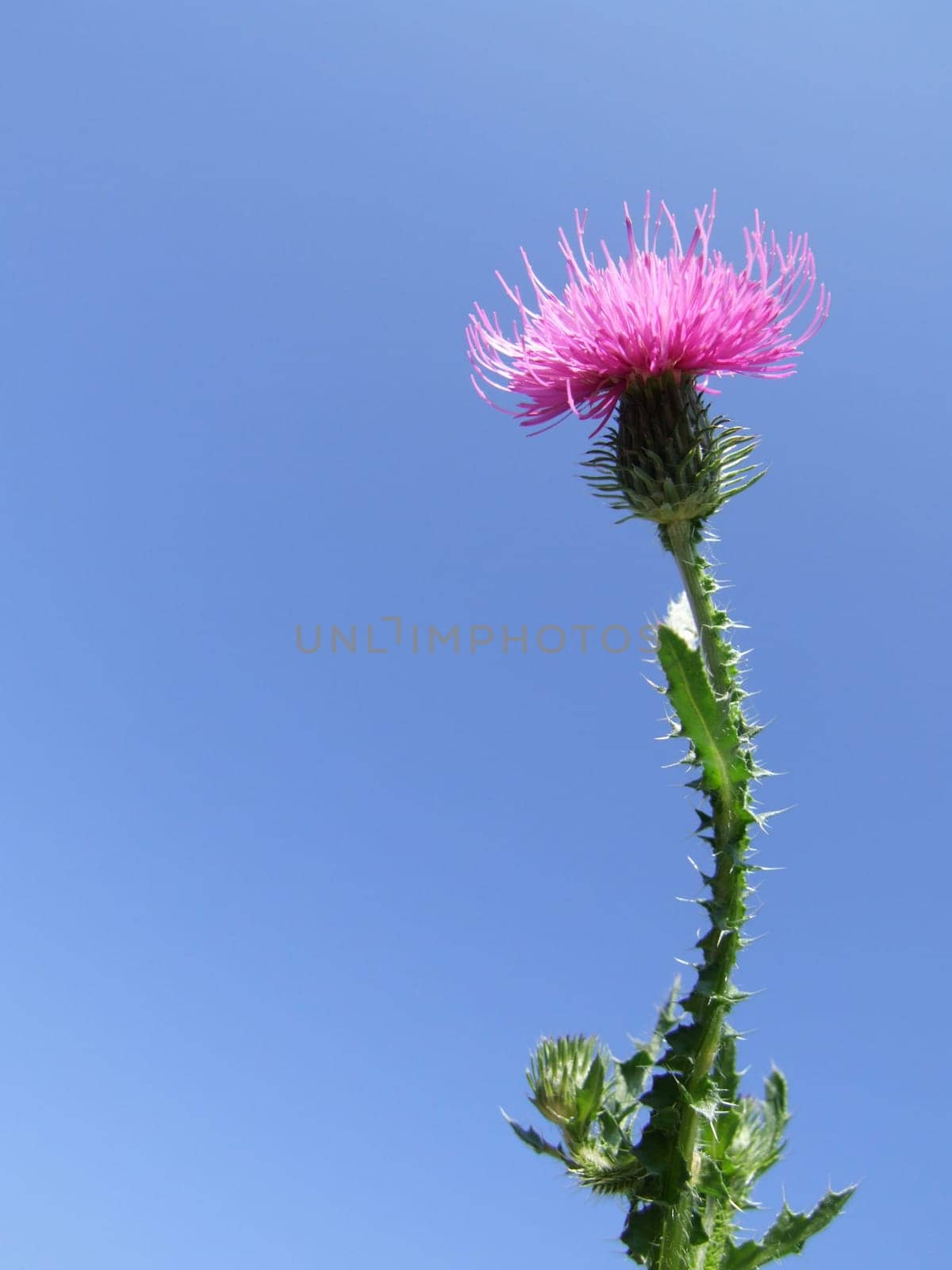 Milk Thistle - Photo with flowers, Close-up and Blue Sky Background