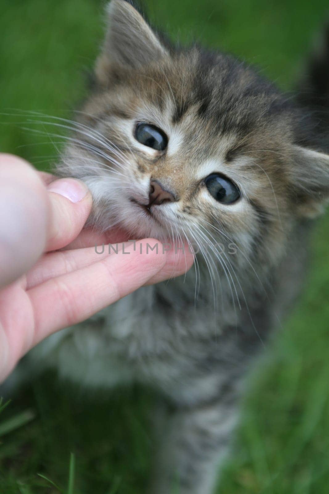 Sight of a lovely kitten at a background of a green grass