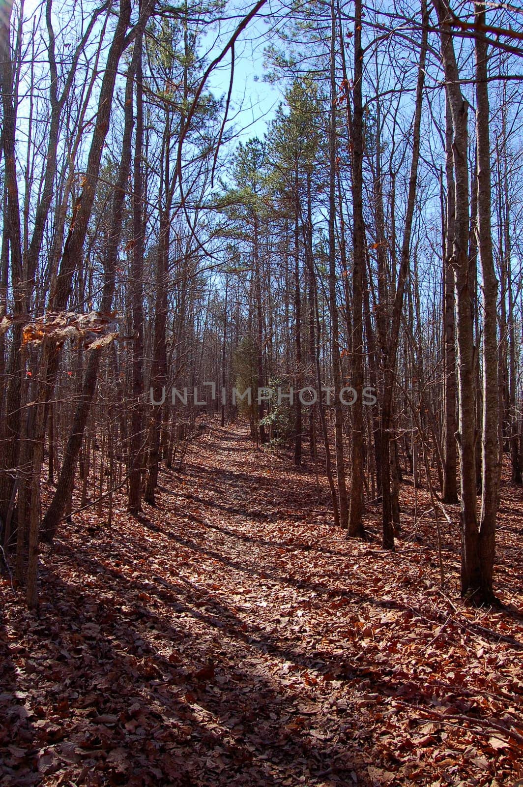 Hiking trail in North Carolina