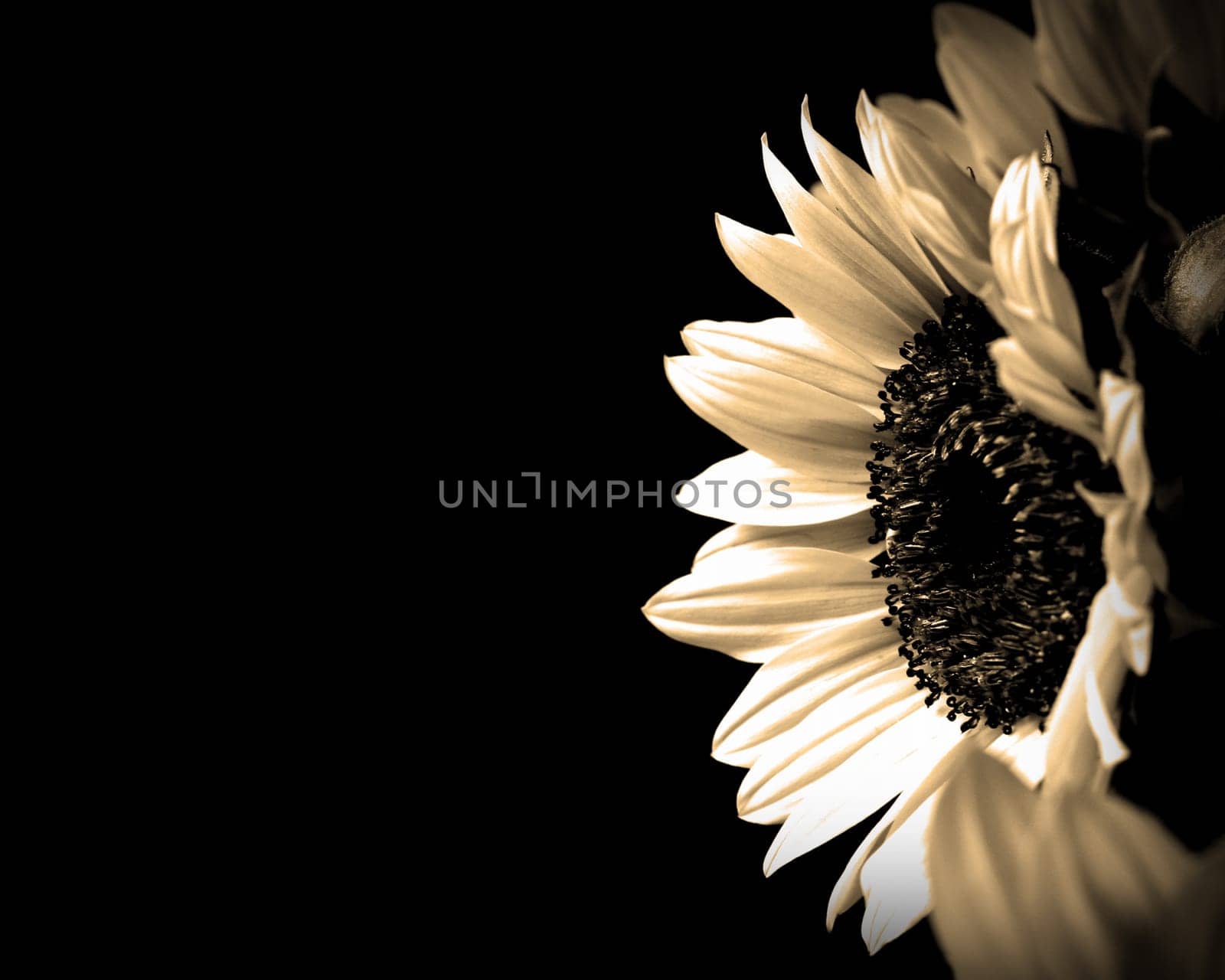 Single crisp sunflower in sepia