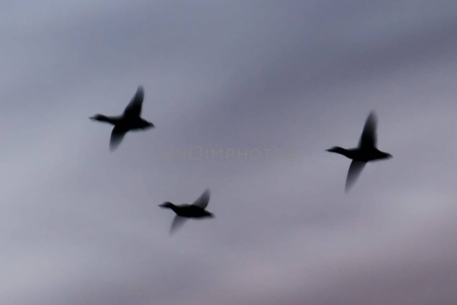 Abstract picture of three Ducks in flight on the evening sky