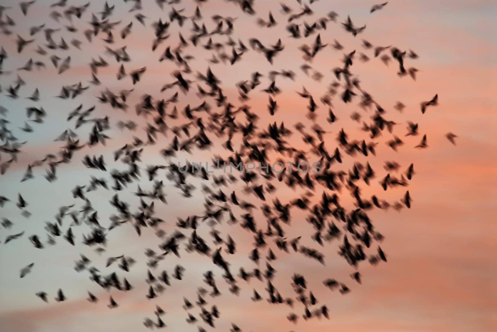 Flock of birds gathering before migration