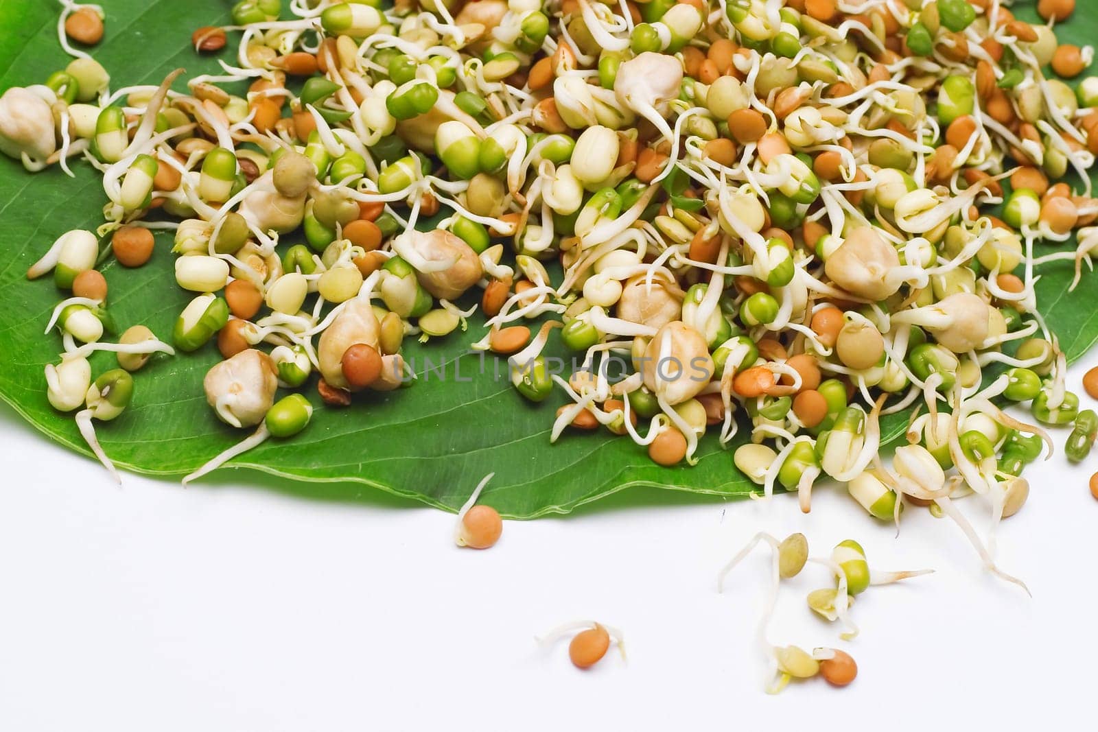 Sprouts on a leaf isolated on white
