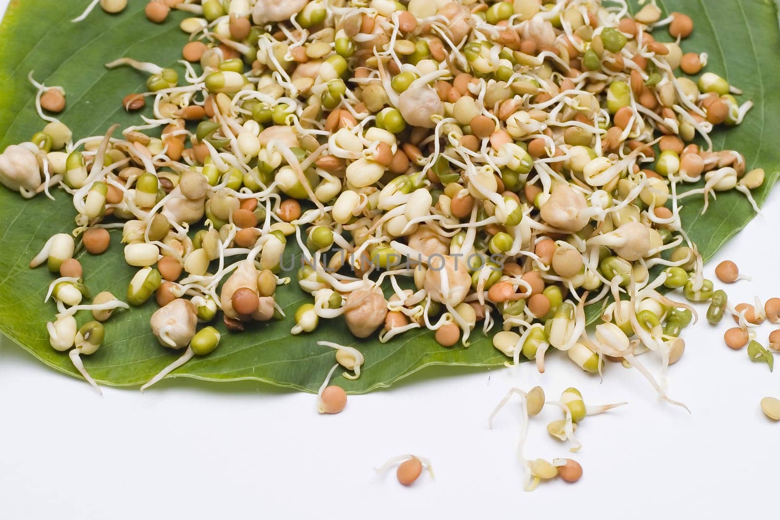 Sprouts on a leaf