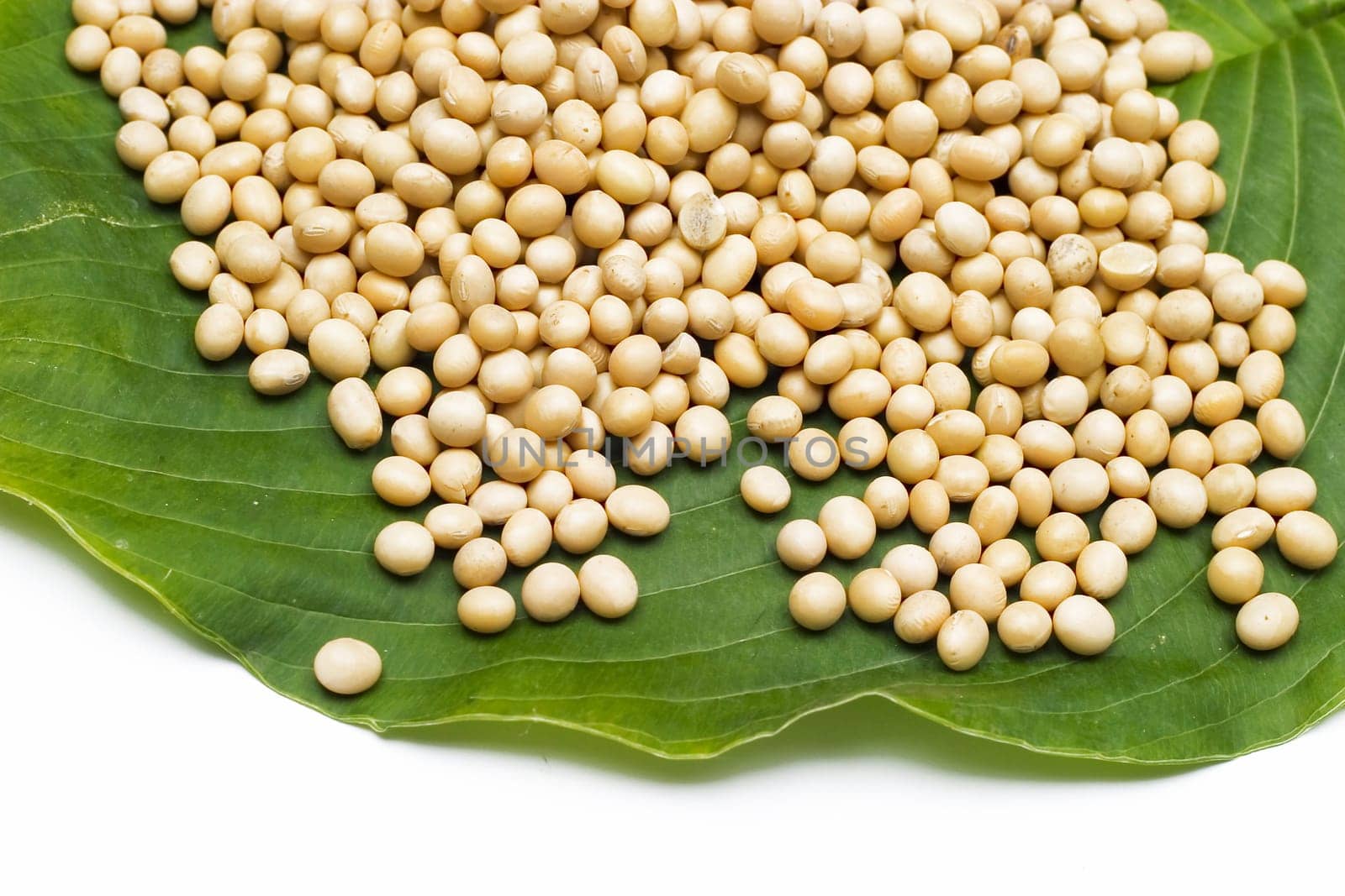 Soy bean on a leaf