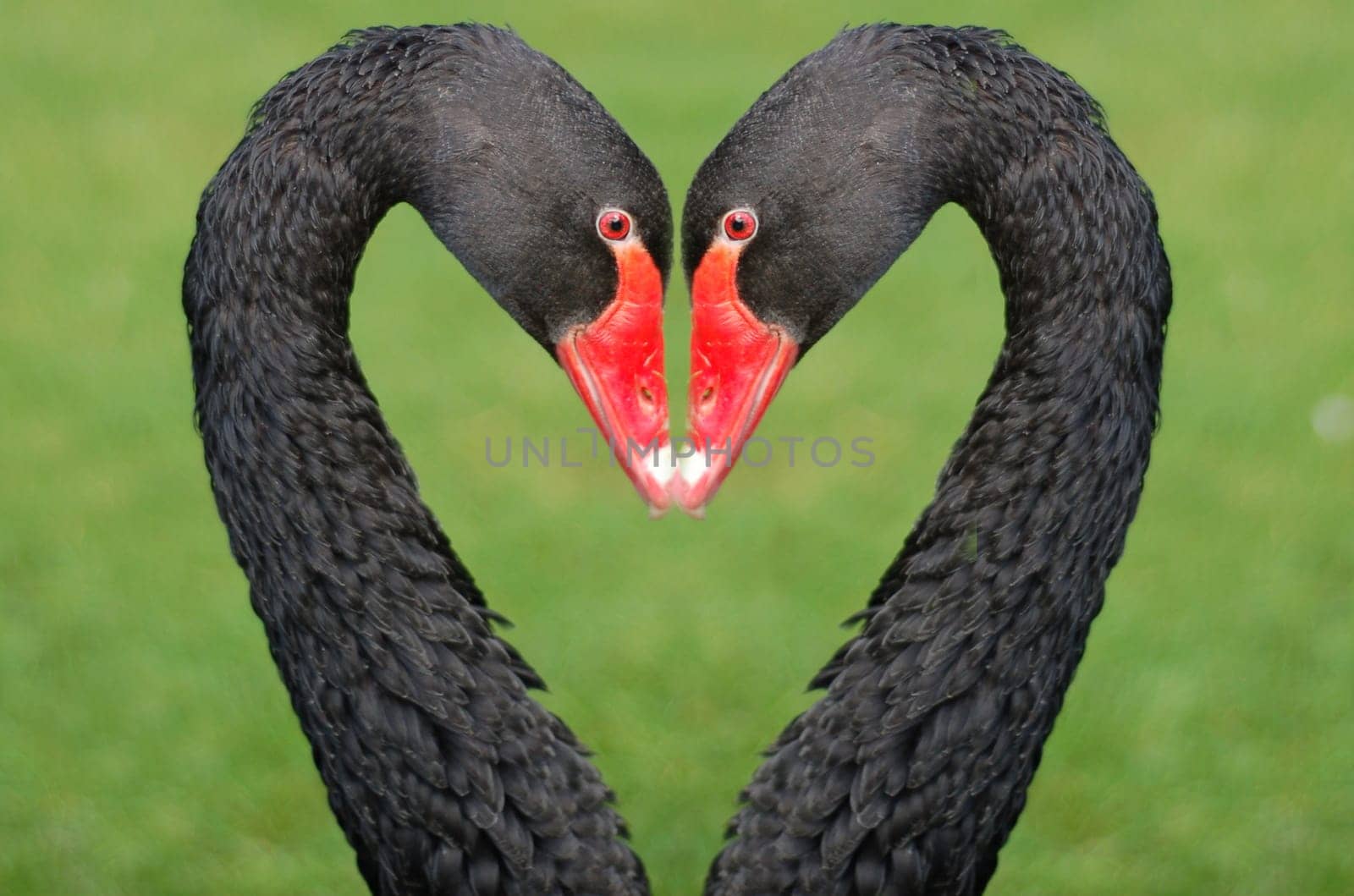 An altered image of a black swan to create the illusion of a heart shape.
