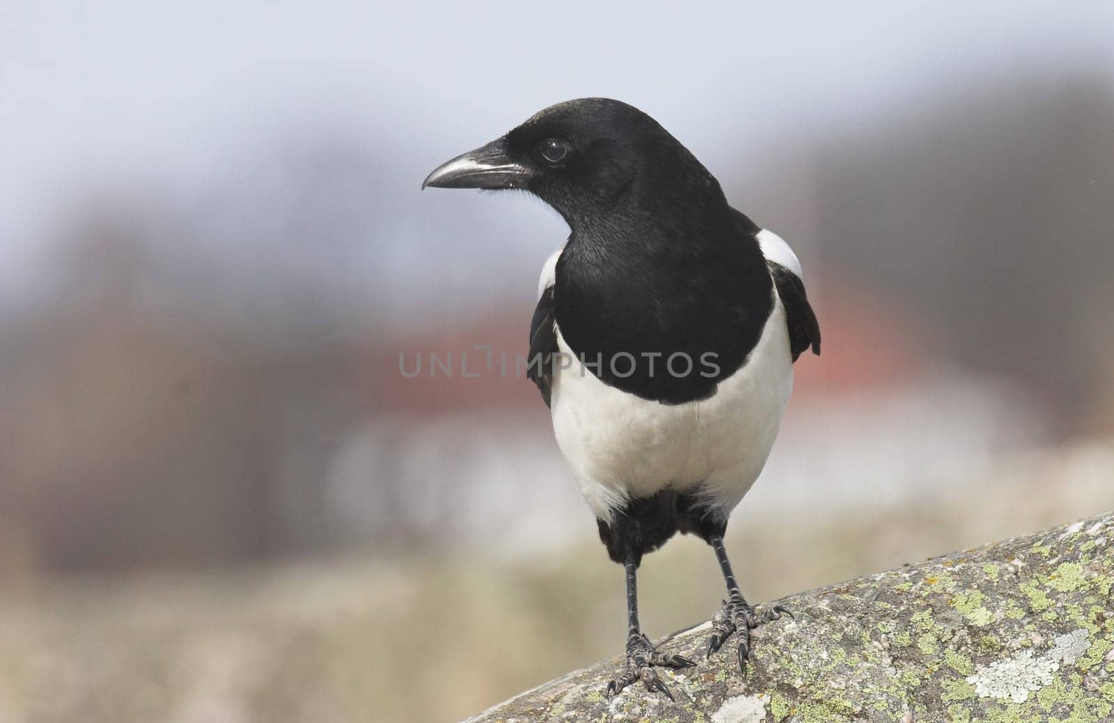 Norwegian Magpie, pica pica.
