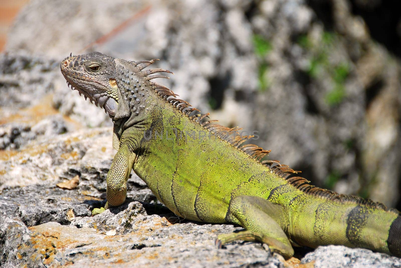Green iguana on rock