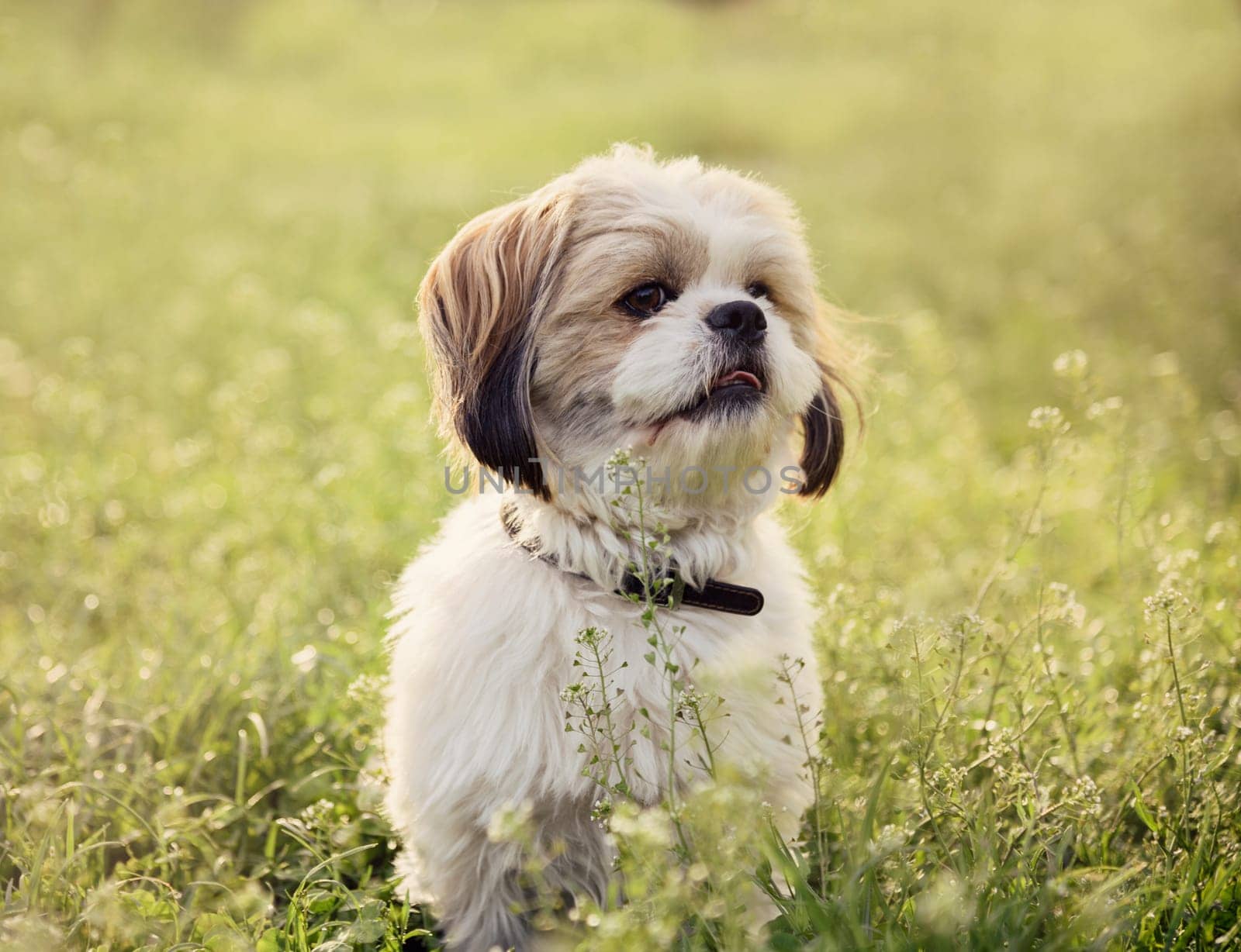 Cute small maltese dog posing in green grass. Adorable outdoor pet portrait in nature.