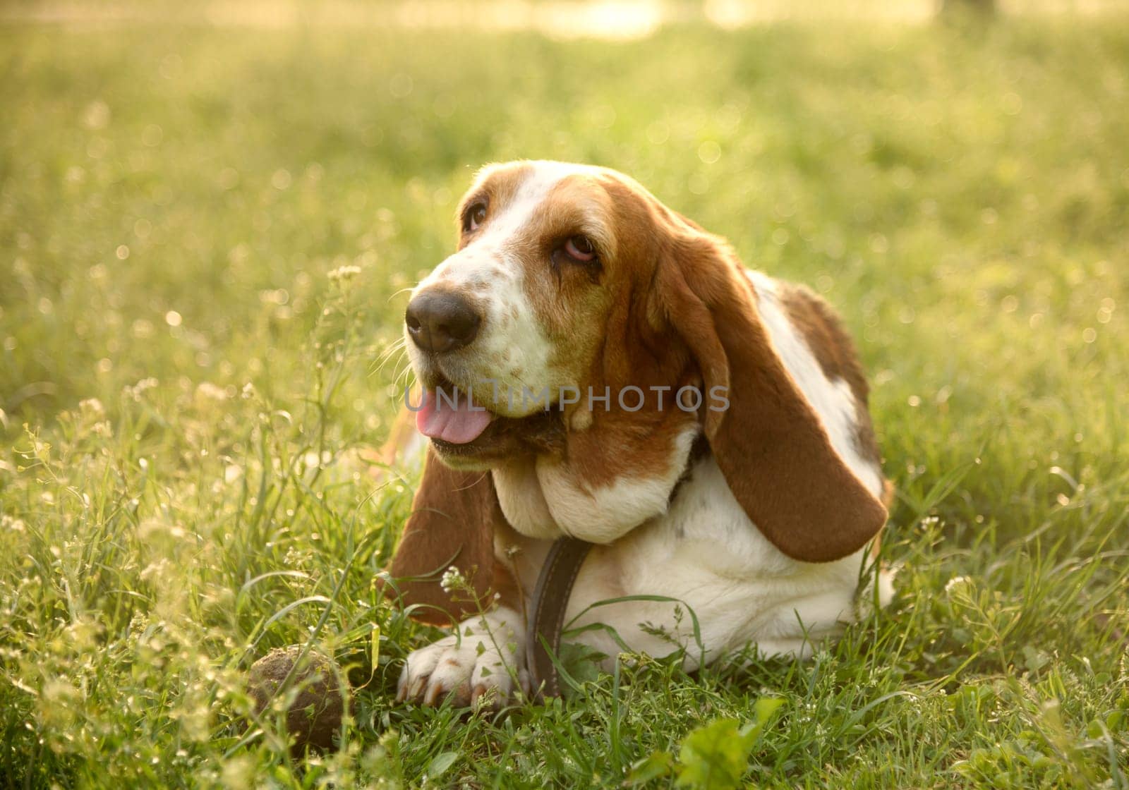 Outdoor dog portrait laying in green grass . Cute happy basset playing with his ball in park.