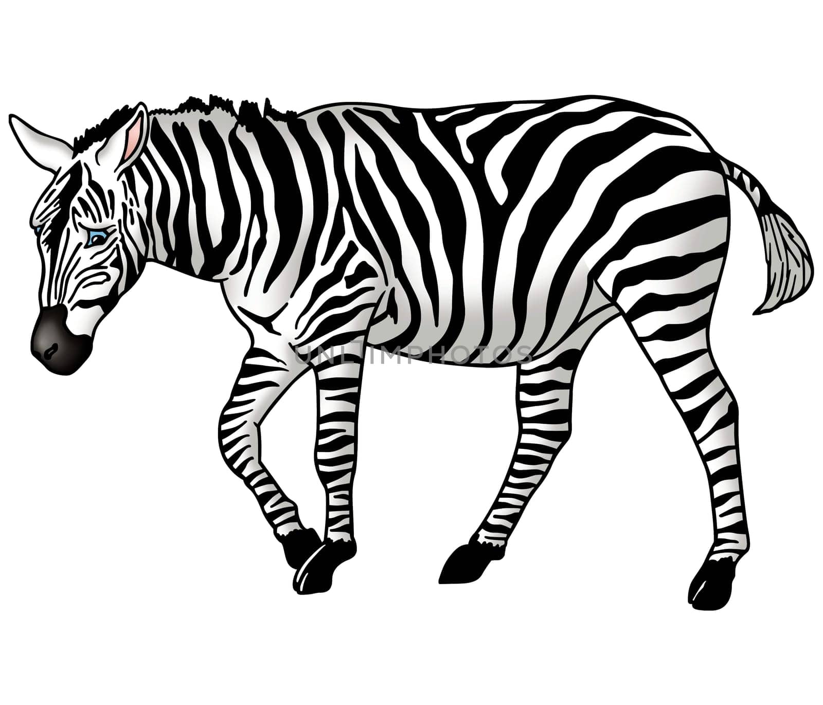 Zebra - High detailed and coloured illustration - Grazing zebra