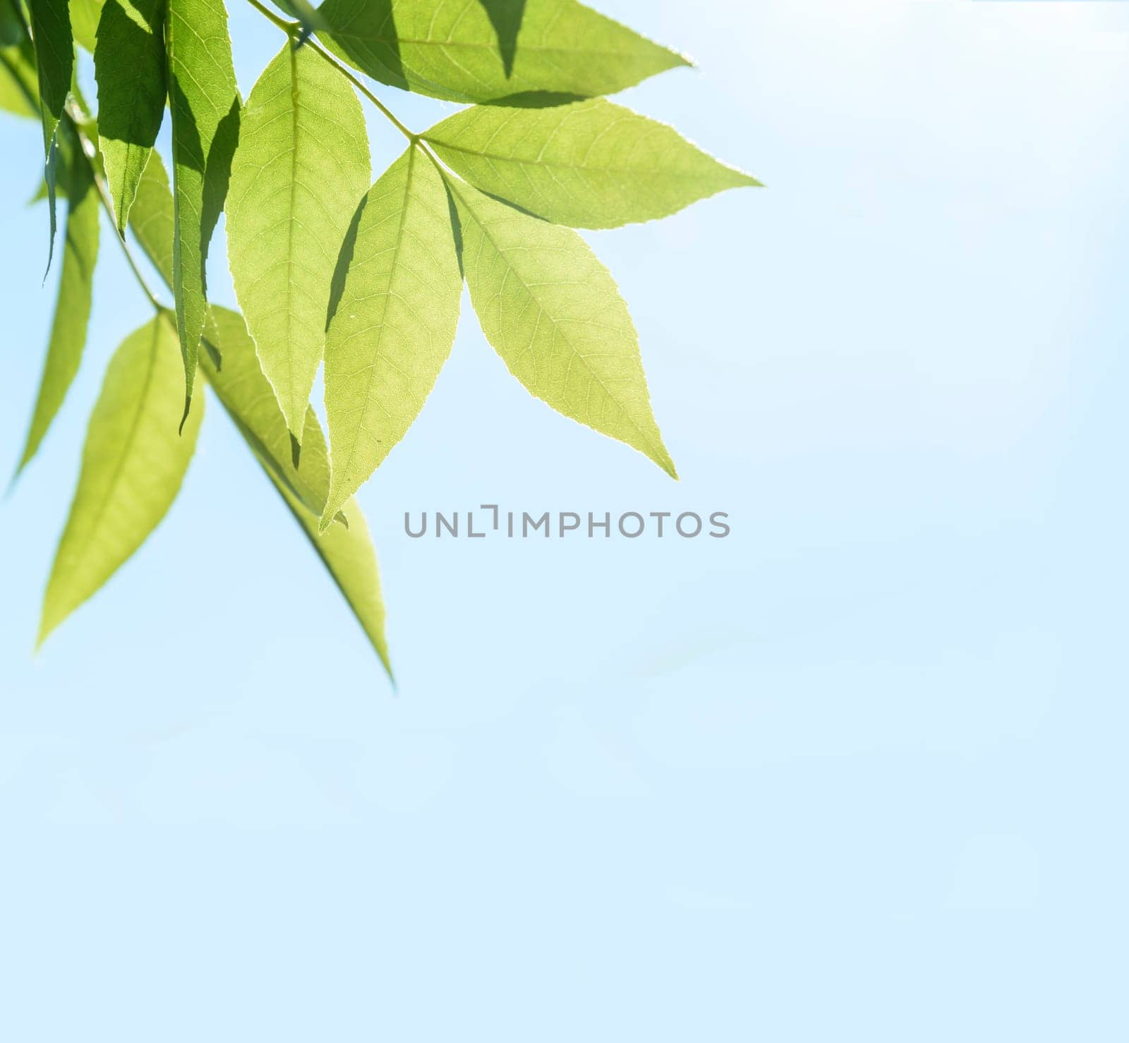 Green tree brunch border  background. Healthy green leaves in spring design. Ecology and go green concept.