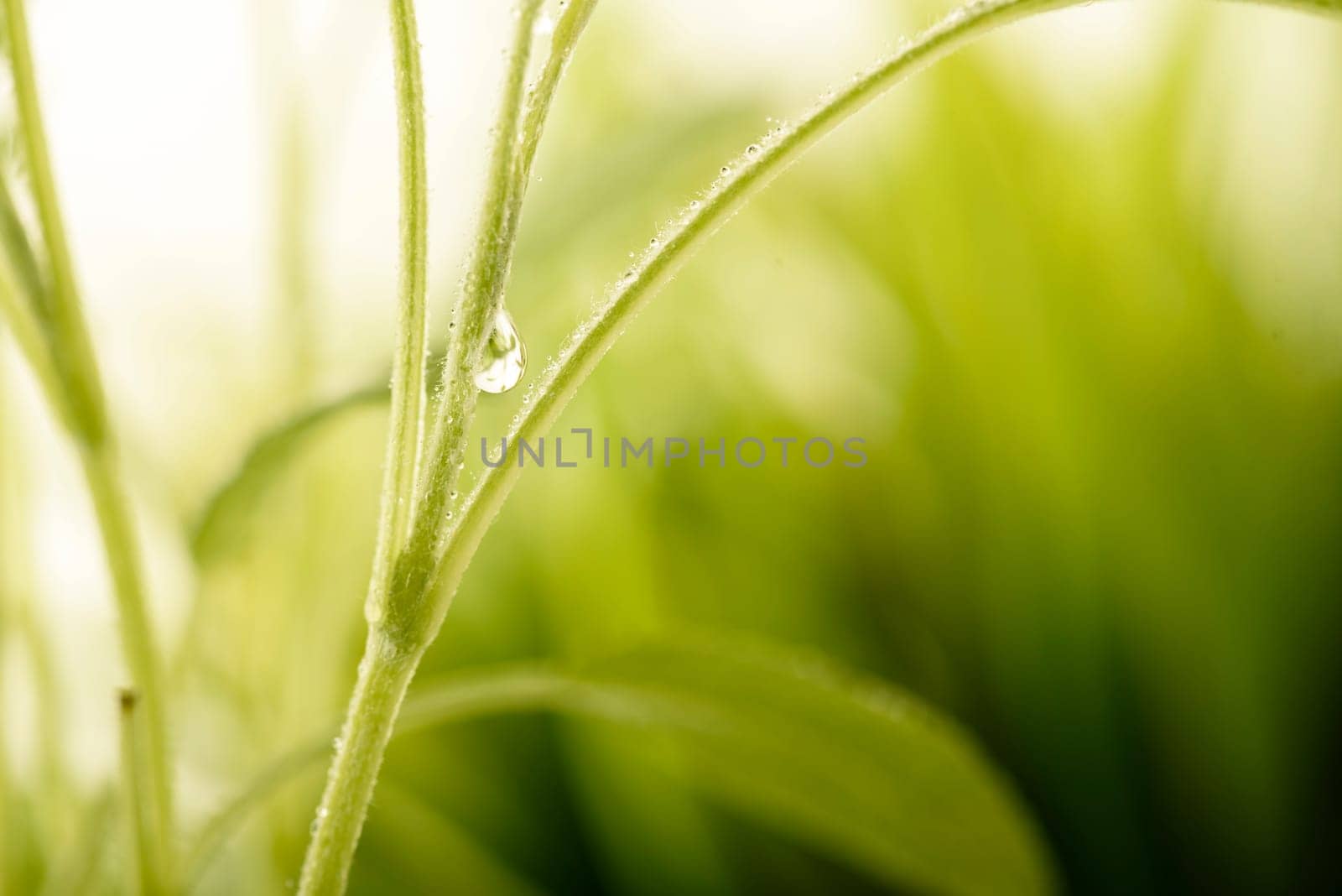Closeup of fresh green plant with dew drops and copyspace. Green natural eco concept beckground. Leaf with water drops macro. Ecology and environment design wallpaper.
