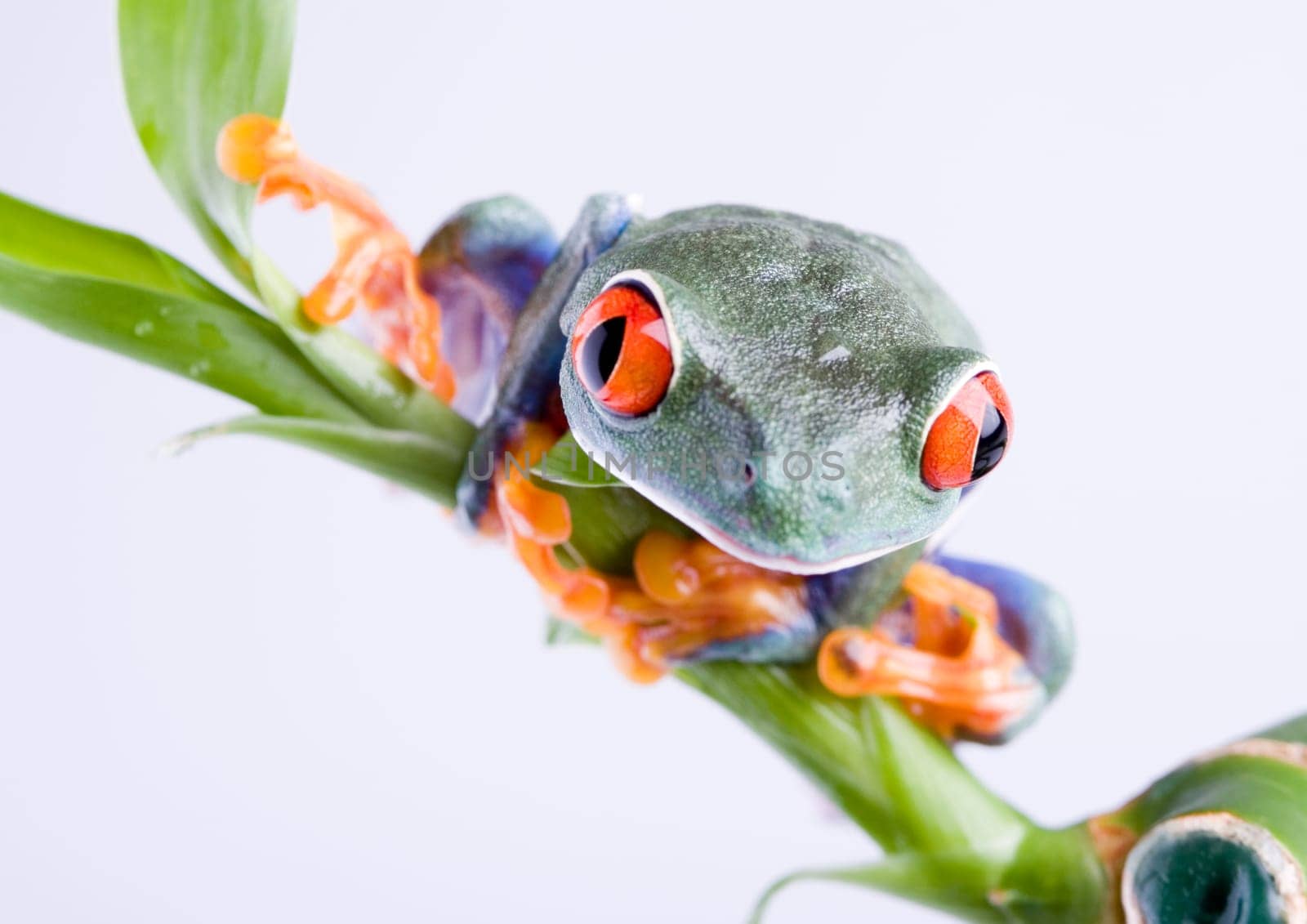 Frog - small animal with smooth skin and long legs that are used for jumping. Frogs live in or near water. / The Agalychnis callidryas, commonly know as the Red-eyed tree Frog is a small (50-75 mm / 2-3 inches) tree frog native to rainforests of Central A