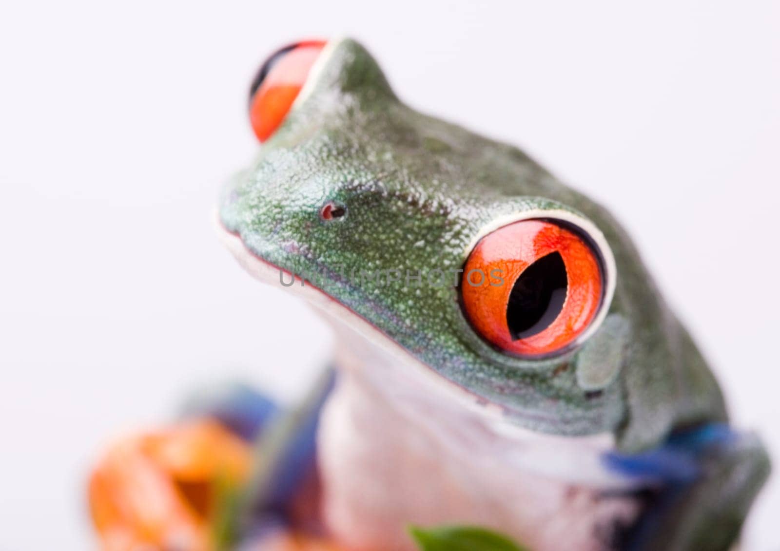 Frog - small animal with smooth skin and long legs that are used for jumping. Frogs live in or near water. / The Agalychnis callidryas, commonly know as the Red-eyed tree Frog is a small (50-75 mm / 2-3 inches) tree frog native to rainforests of Central A