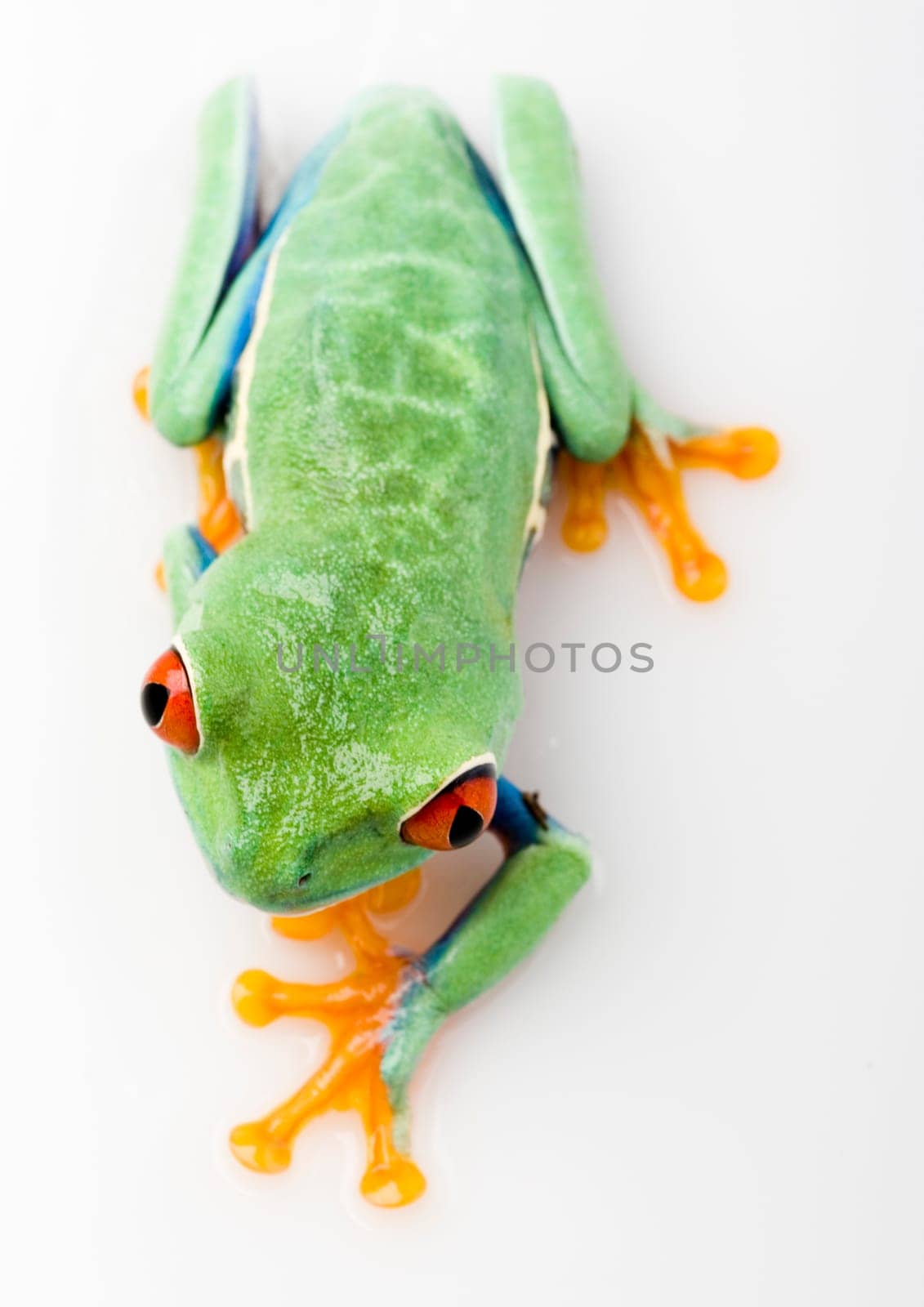 Frog - small animal with smooth skin and long legs that are used for jumping. Frogs live in or near water. / The Agalychnis callidryas, commonly know as the Red-eyed tree Frog is a small (50-75 mm / 2-3 inches) tree frog native to rainforests of Central A