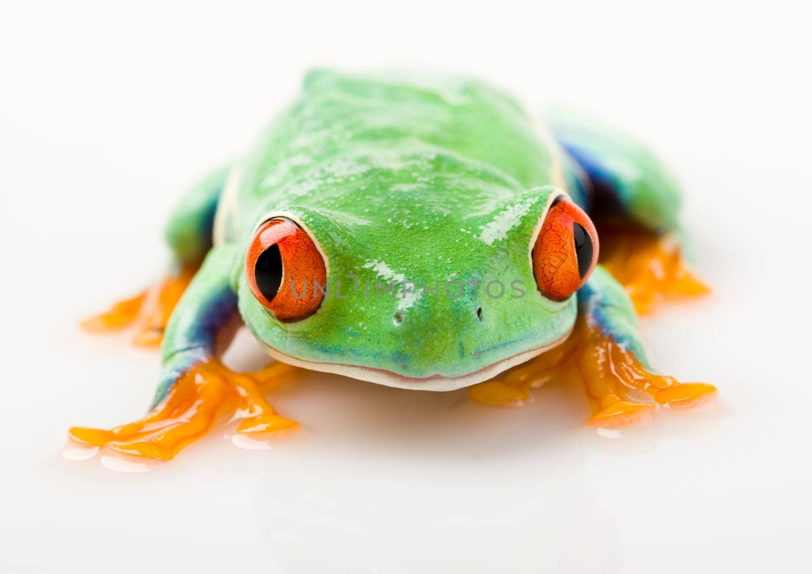 Frog - small animal with smooth skin and long legs that are used for jumping. Frogs live in or near water. / The Agalychnis callidryas, commonly know as the Red-eyed tree Frog is a small (50-75 mm / 2-3 inches) tree frog native to rainforests of Central A