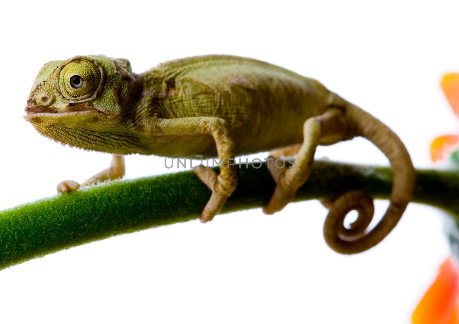 Chameleons belong to one of the best known lizard families. They are famous for their ability to change their color, and also because of their elongated tongue and their eyes which can be moved independently of each other. Their eyes are the most unique a