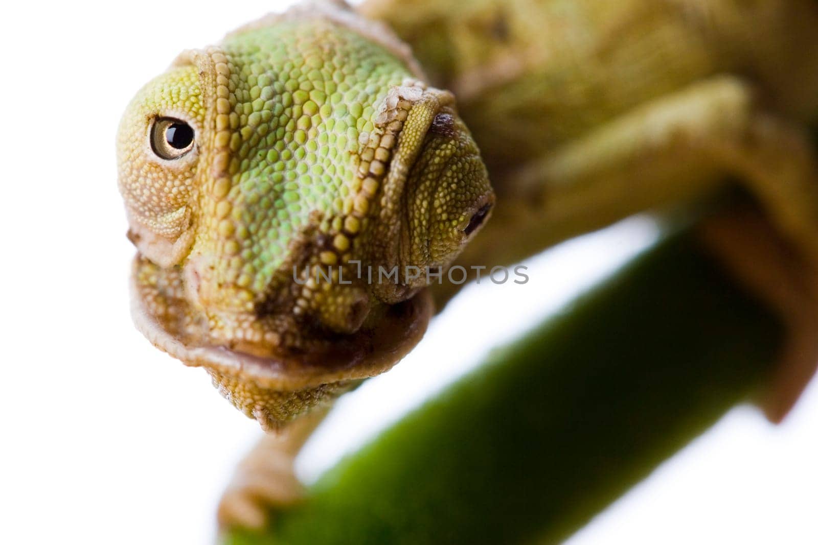 Chameleons belong to one of the best known lizard families. They are famous for their ability to change their color, and also because of their elongated tongue and their eyes which can be moved independently of each other. Their eyes are the most unique a
