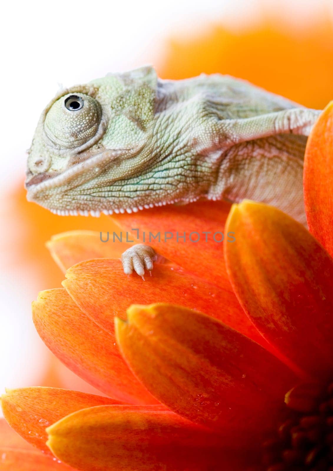 Chameleons belong to one of the best known lizard families. They are famous for their ability to change their color, and also because of their elongated tongue and their eyes which can be moved independently of each other. Their eyes are the most unique a