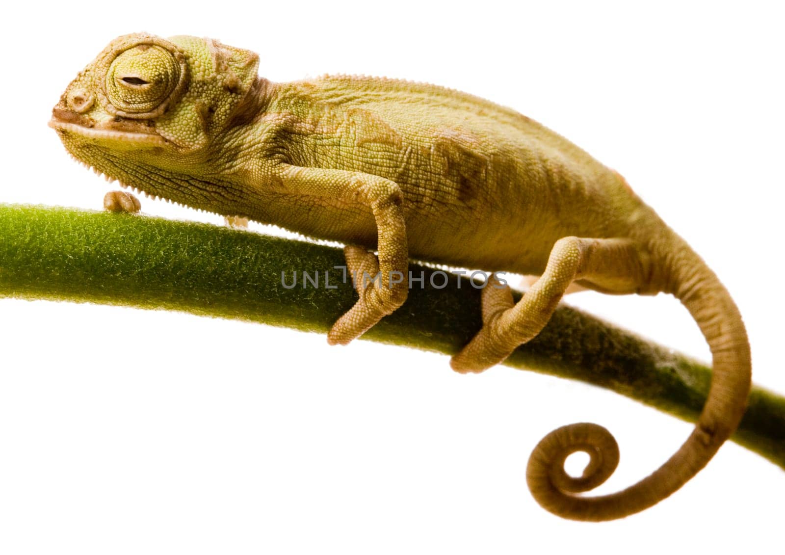 Chameleons belong to one of the best known lizard families. They are famous for their ability to change their color, and also because of their elongated tongue and their eyes which can be moved independently of each other. Their eyes are the most unique a