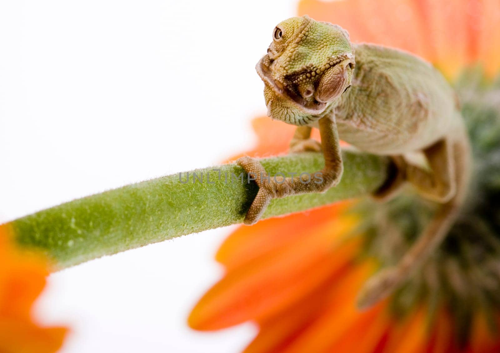 Chameleons belong to one of the best known lizard families. They are famous for their ability to change their color, and also because of their elongated tongue and their eyes which can be moved independently of each other. Their eyes are the most unique a