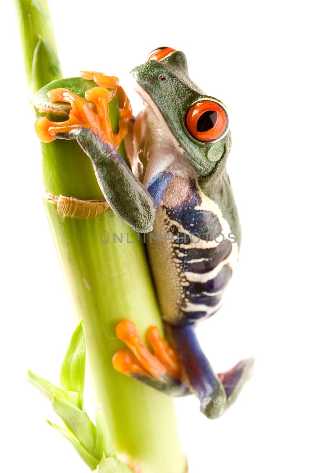 Frog - small animal with smooth skin and long legs that are used for jumping. Frogs live in or near water. / The Agalychnis callidryas, commonly know as the Red-eyed tree Frog is a small (50-75 mm / 2-3 inches) tree frog native to rainforests of Central A