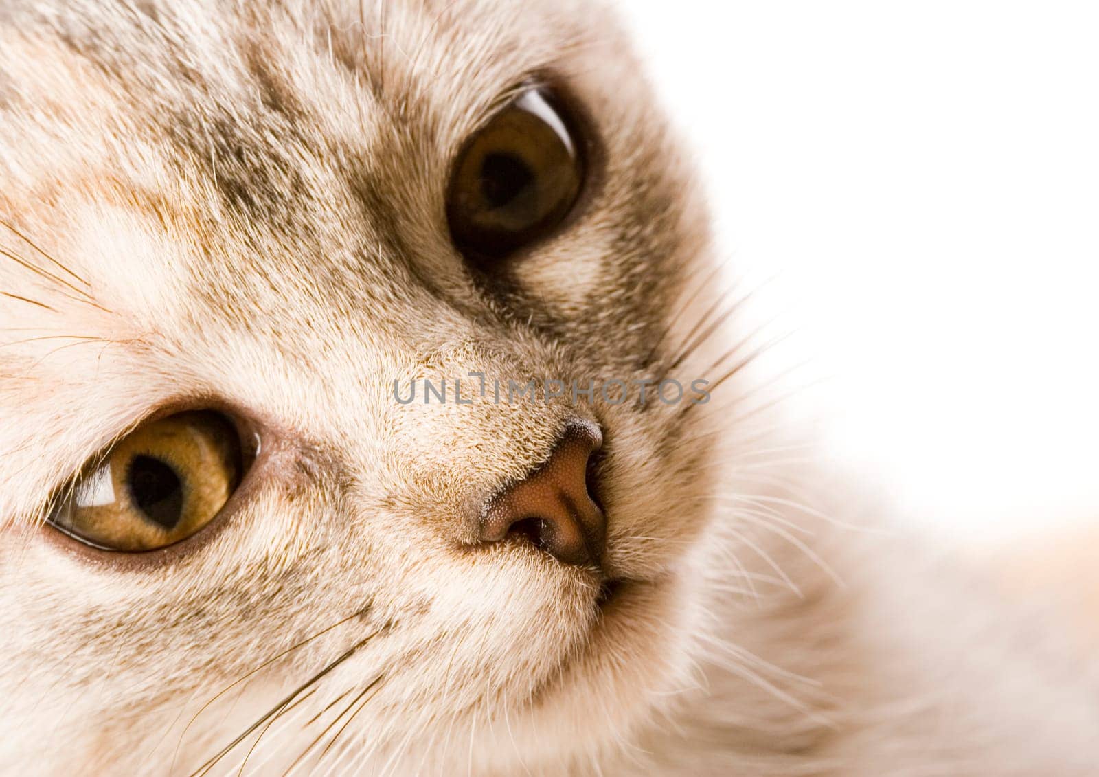 Cat - the small furry animal with four legs and a tail  people often keep cats as pets.