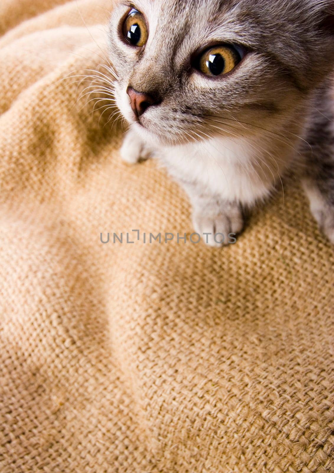 Cat - the small furry animal with four legs and a tail  people often keep cats as pets.