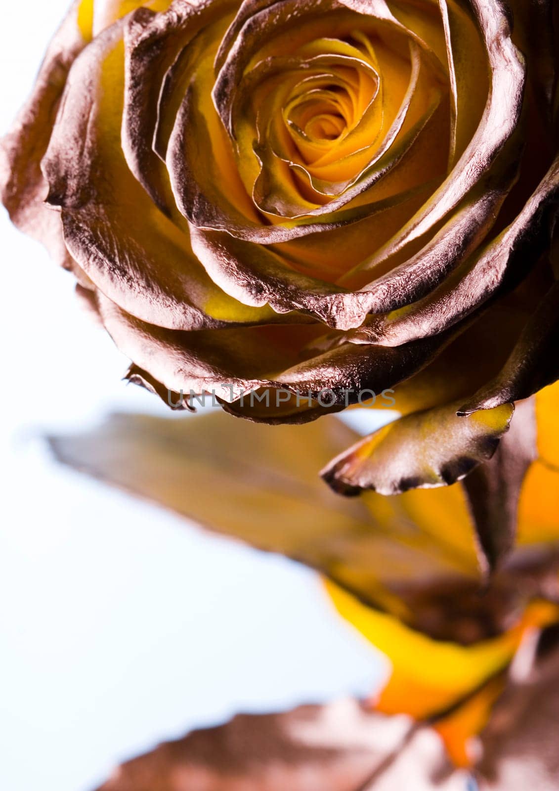 Rose (Rosa), a kind of flower which belongs to the rose-like family, includes over 200 species (according to some researchers up to a few thousands) bushes, which can be found in temperate and warm areas of the northern hemisphere.