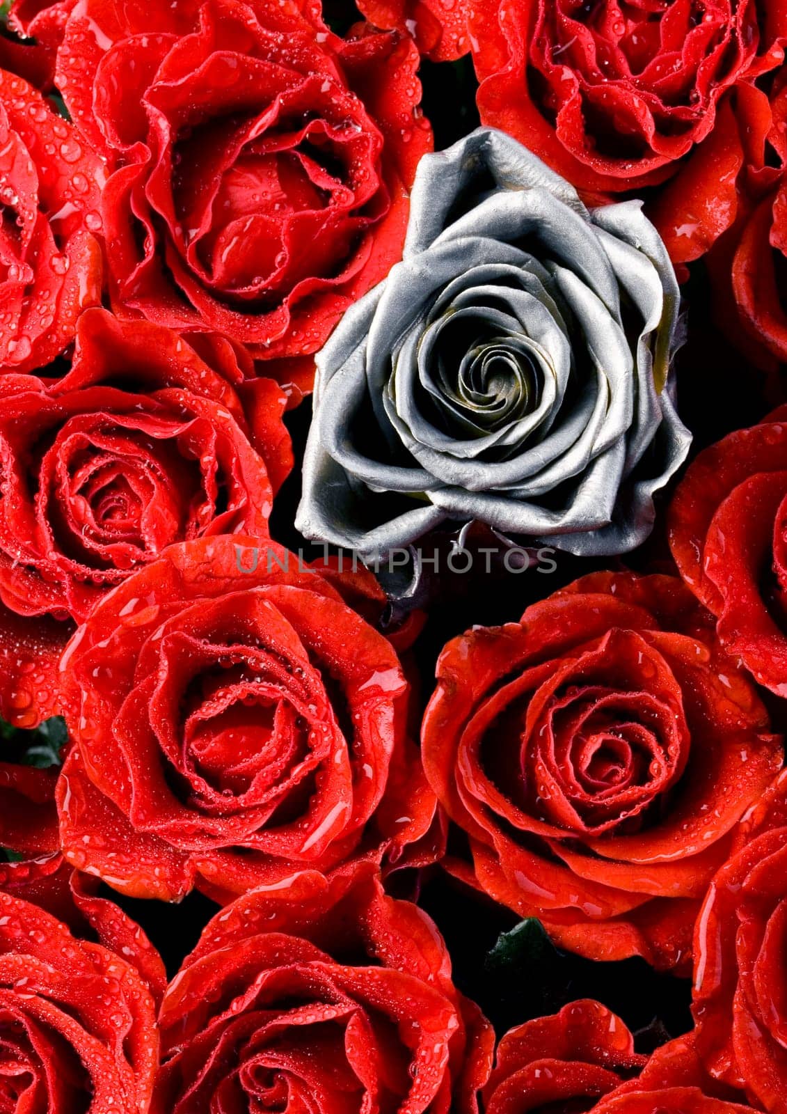 Rose (Rosa), a kind of flower which belongs to the rose-like family, includes over 200 species (according to some researchers up to a few thousands) bushes, which can be found in temperate and warm areas of the northern hemisphere.