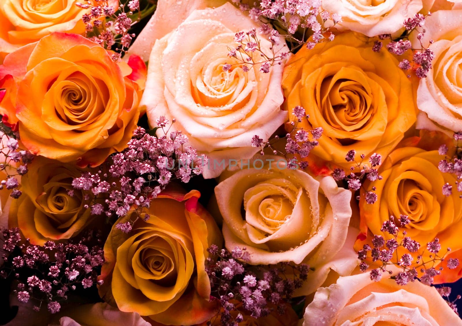 Rose (Rosa), a kind of flower which belongs to the rose-like family, includes over 200 species (according to some researchers up to a few thousands) bushes, which can be found in temperate and warm areas of the northern hemisphere.