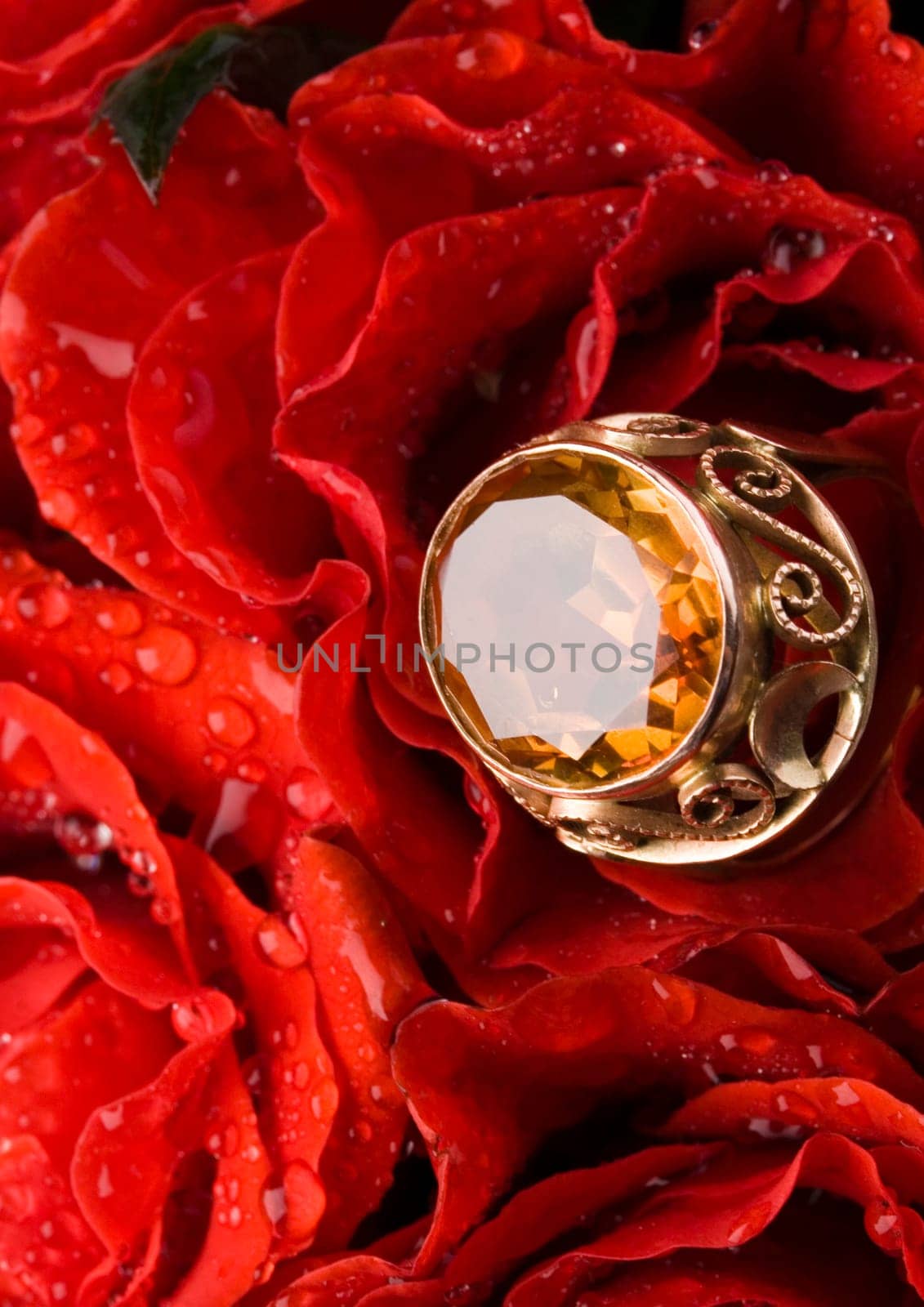 Rose (Rosa), a kind of flower which belongs to the rose-like family, includes over 200 species (according to some researchers up to a few thousands) bushes, which can be found in temperate and warm areas of the northern hemisphere.