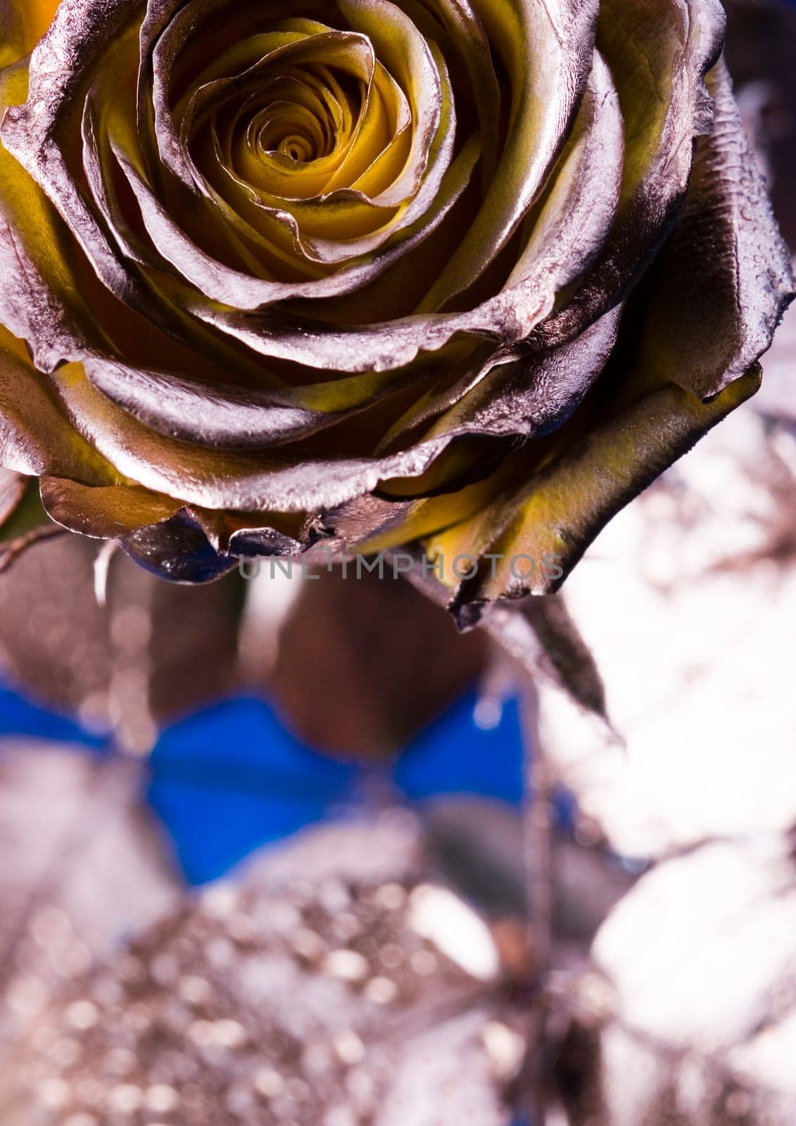 Rose (Rosa), a kind of flower which belongs to the rose-like family, includes over 200 species (according to some researchers up to a few thousands) bushes, which can be found in temperate and warm areas of the northern hemisphere.