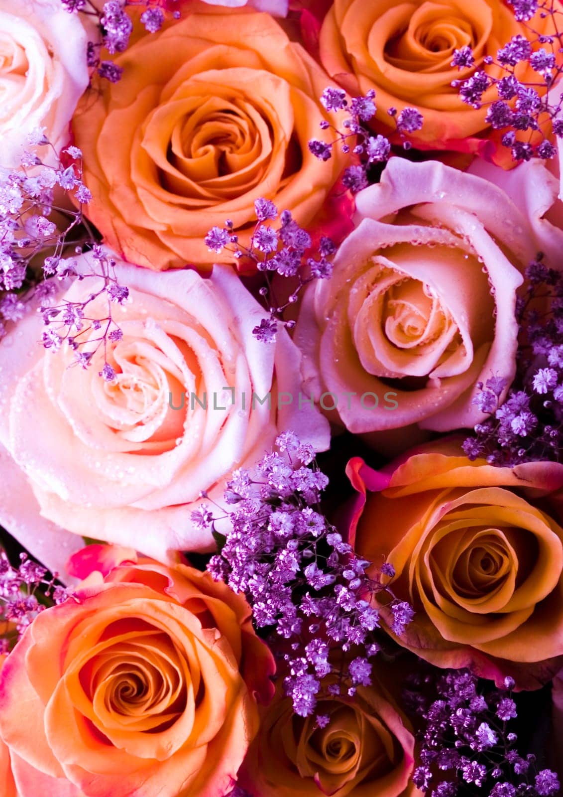 Rose (Rosa), a kind of flower which belongs to the rose-like family, includes over 200 species (according to some researchers up to a few thousands) bushes, which can be found in temperate and warm areas of the northern hemisphere.
