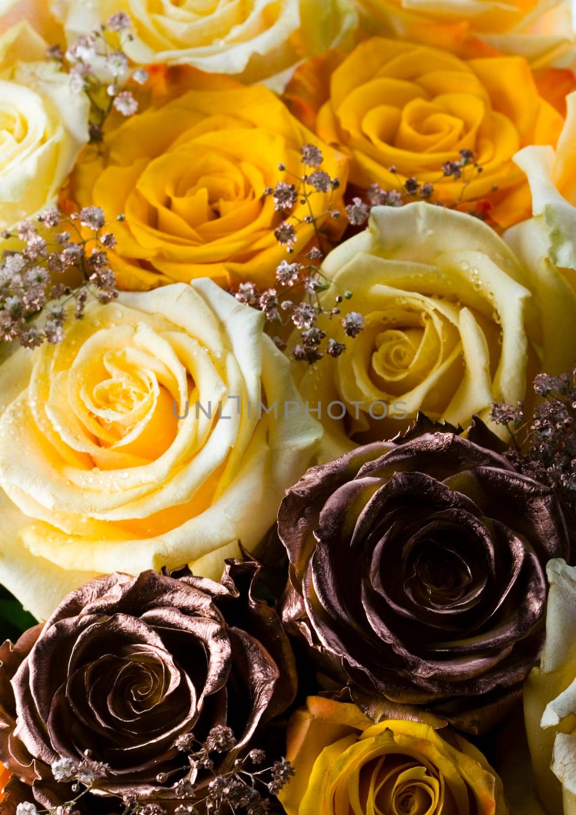 Rose (Rosa), a kind of flower which belongs to the rose-like family, includes over 200 species (according to some researchers up to a few thousands) bushes, which can be found in temperate and warm areas of the northern hemisphere.