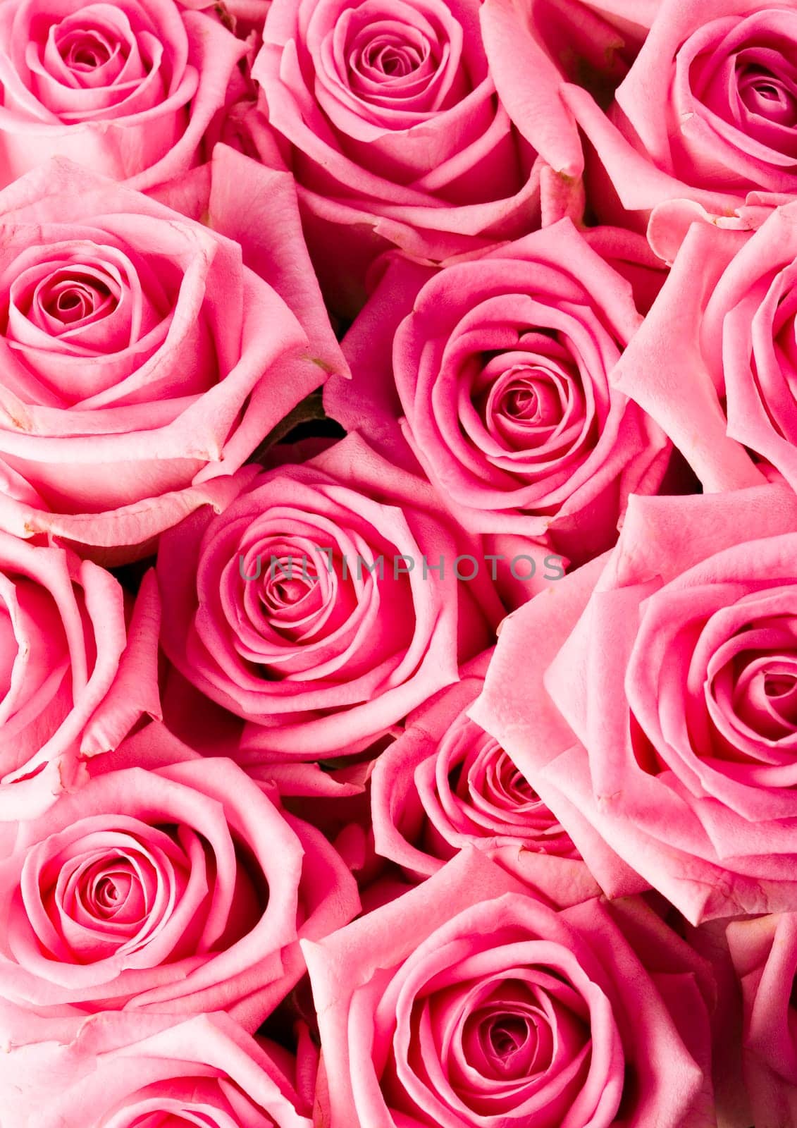 Rose (Rosa), a kind of flower which belongs to the rose-like family, includes over 200 species (according to some researchers up to a few thousands) bushes, which can be found in temperate and warm areas of the northern hemisphere.