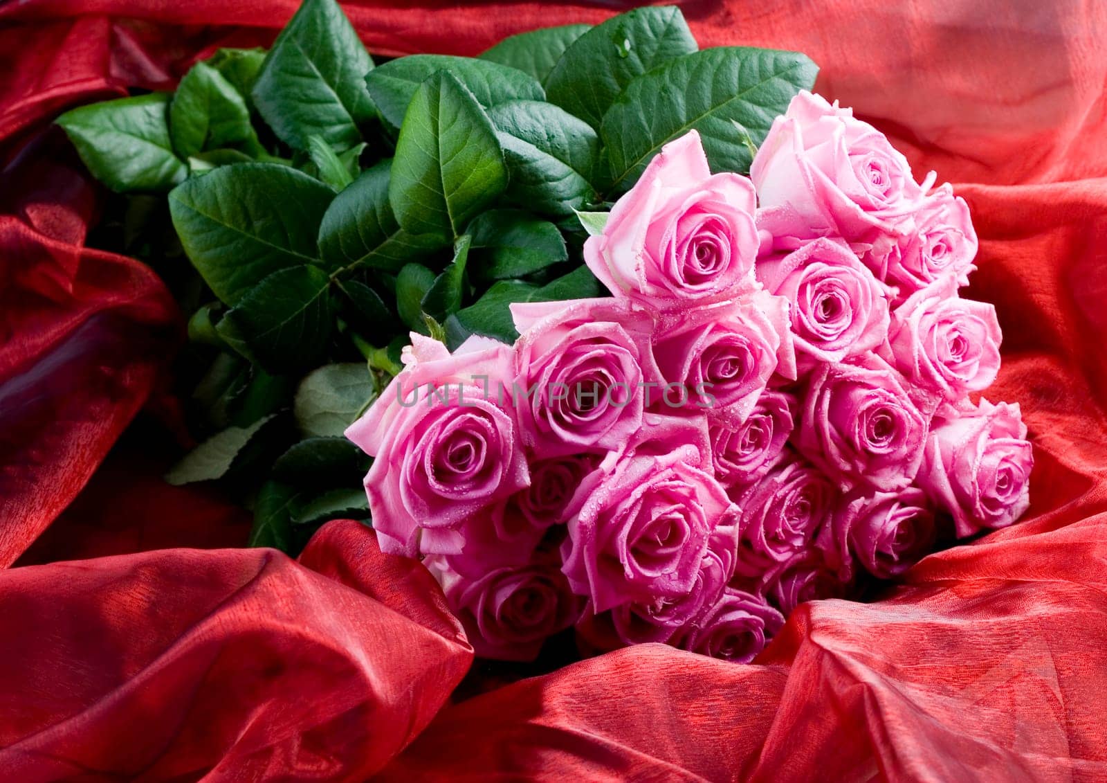 Rose (Rosa), a kind of flower which belongs to the rose-like family, includes over 200 species (according to some researchers up to a few thousands) bushes, which can be found in temperate and warm areas of the northern hemisphere.