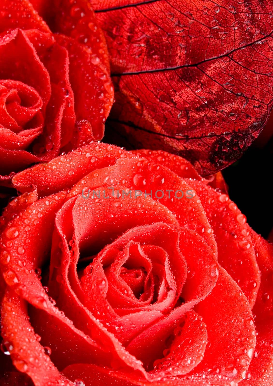 Rose (Rosa), a kind of flower which belongs to the rose-like family, includes over 200 species (according to some researchers up to a few thousands) bushes, which can be found in temperate and warm areas of the northern hemisphere.