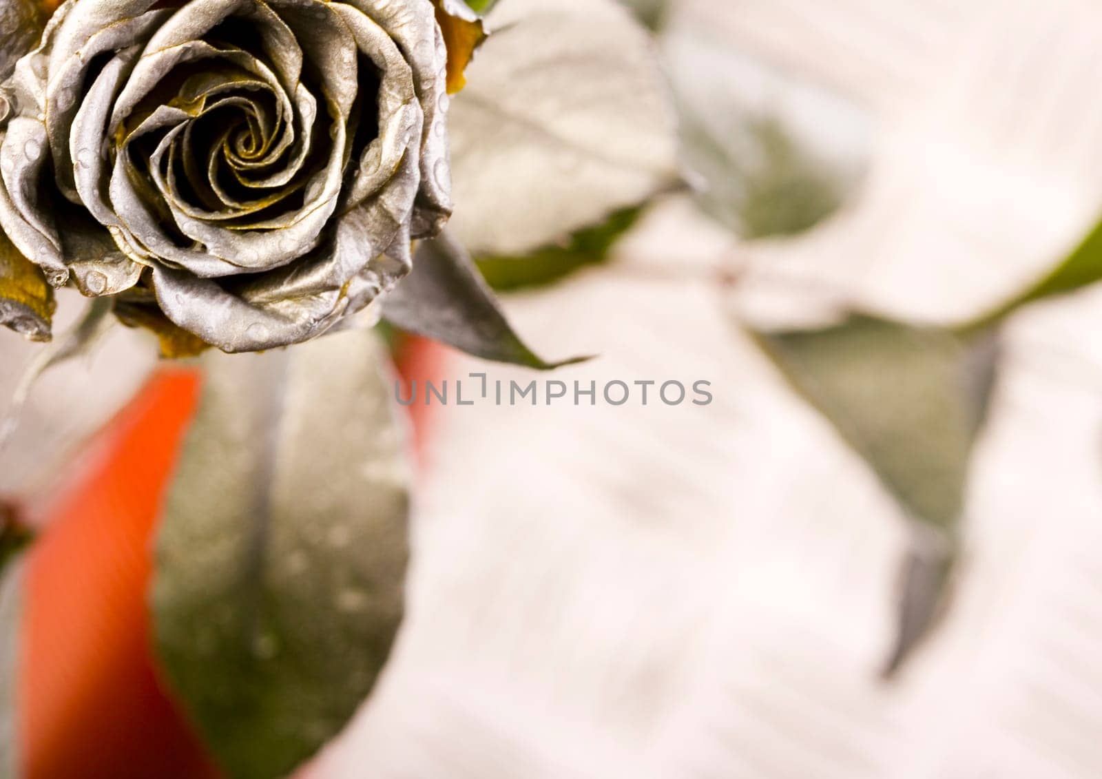 Rose (Rosa), a kind of flower which belongs to the rose-like family, includes over 200 species (according to some researchers up to a few thousands) bushes, which can be found in temperate and warm areas of the northern hemisphere.            Rose (Rosa)