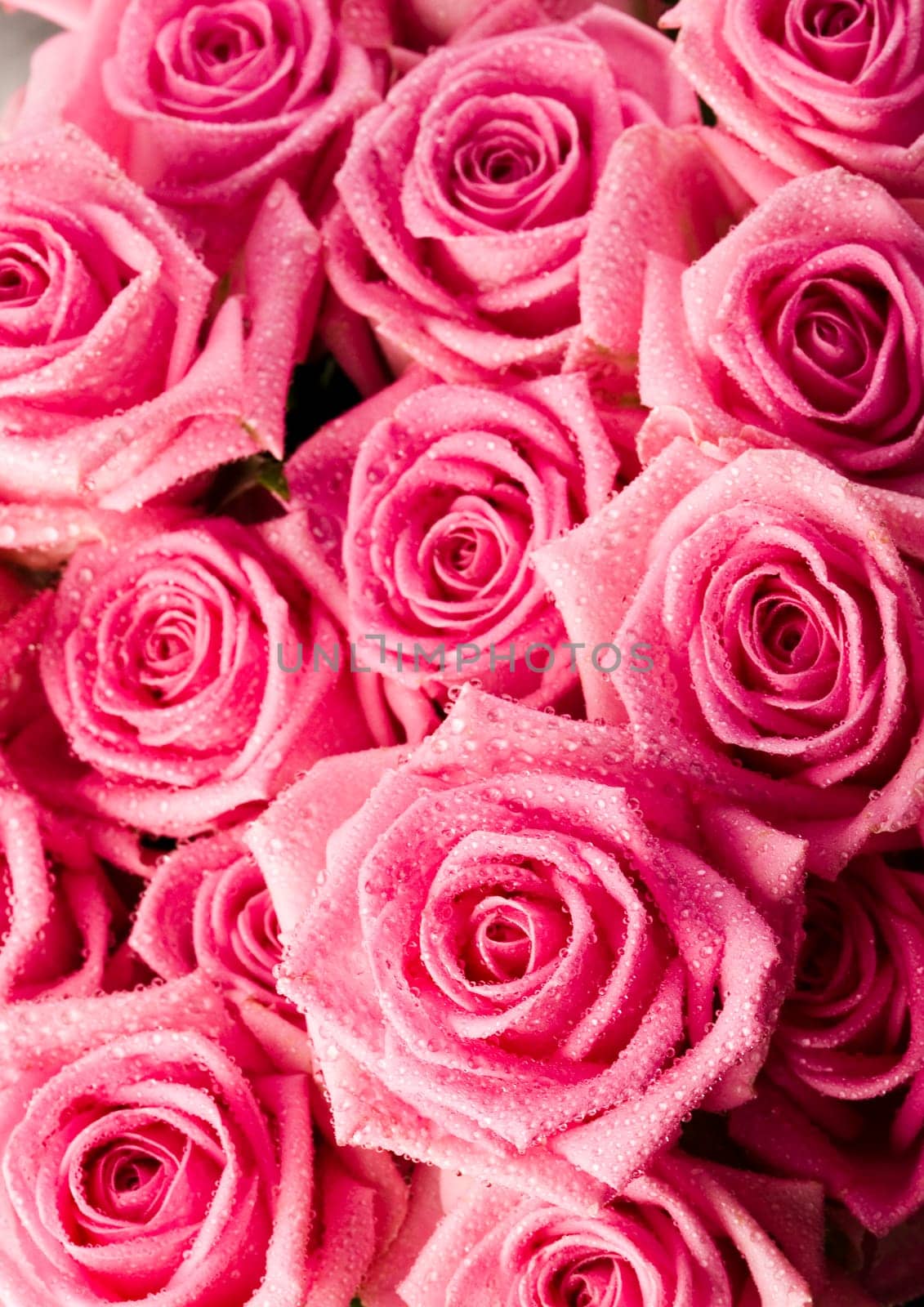 Rose (Rosa), a kind of flower which belongs to the rose-like family, includes over 200 species (according to some researchers up to a few thousands) bushes, which can be found in temperate and warm areas of the northern hemisphere.