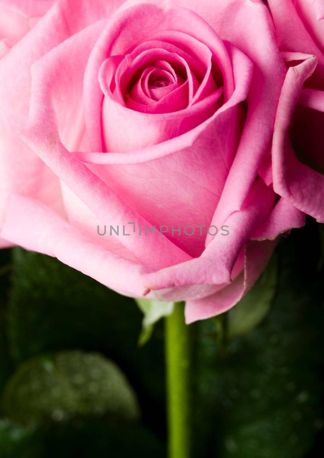 Rose (Rosa), a kind of flower which belongs to the rose-like family, includes over 200 species (according to some researchers up to a few thousands) bushes, which can be found in temperate and warm areas of the northern hemisphere.            Rose (Rosa)
