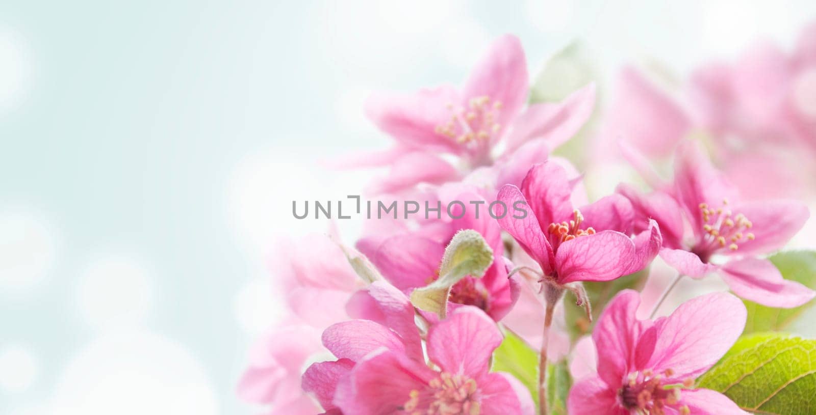 Beautiful spring flowers in japanese garden closeup with bokeh abstract light background. Springtime nature wallpaper art. Cherry blossom design banner with border and copyspace.
