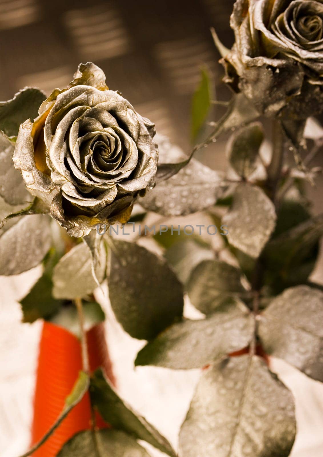 Rose (Rosa), a kind of flower which belongs to the rose-like family, includes over 200 species (according to some researchers up to a few thousands) bushes, which can be found in temperate and warm areas of the northern hemisphere.            Rose (Rosa)