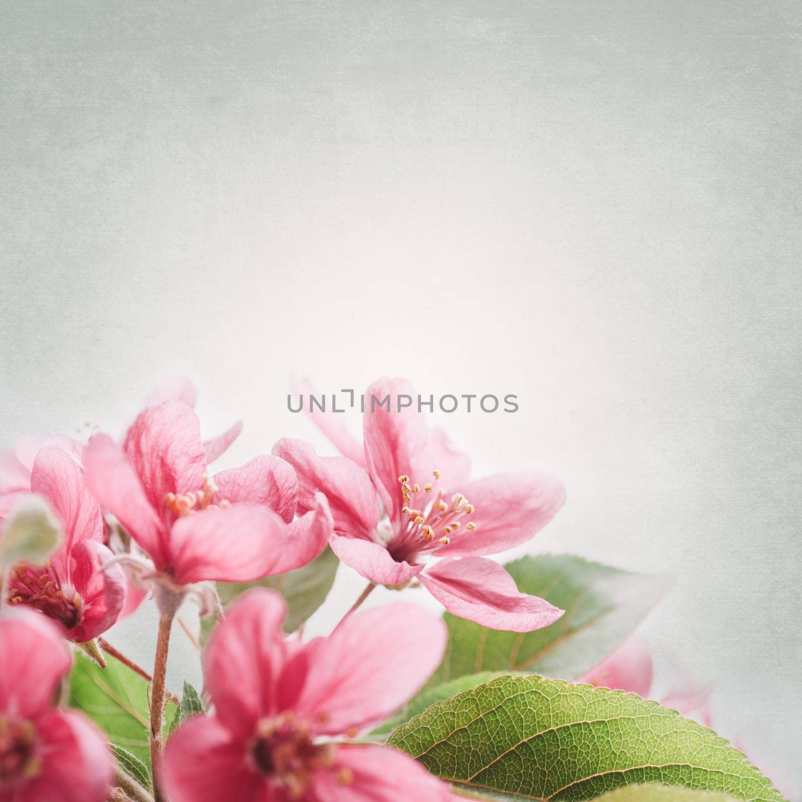 Beautiful spring cherry blossom bouquet with art canvas texture. Springtime concept. Flower artwork background design with copyspace.
