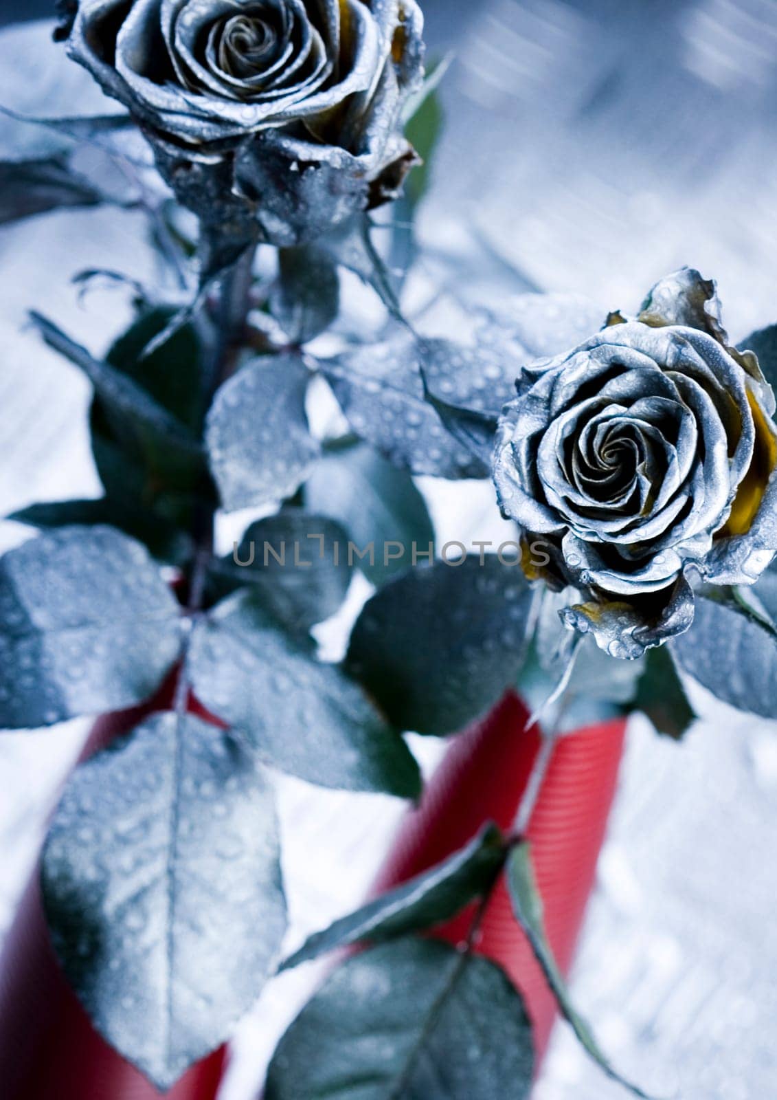 Rose (Rosa), a kind of flower which belongs to the rose-like family, includes over 200 species (according to some researchers up to a few thousands) bushes, which can be found in temperate and warm areas of the northern hemisphere.